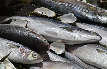 冻鱼入口流程和手续？？？？？？