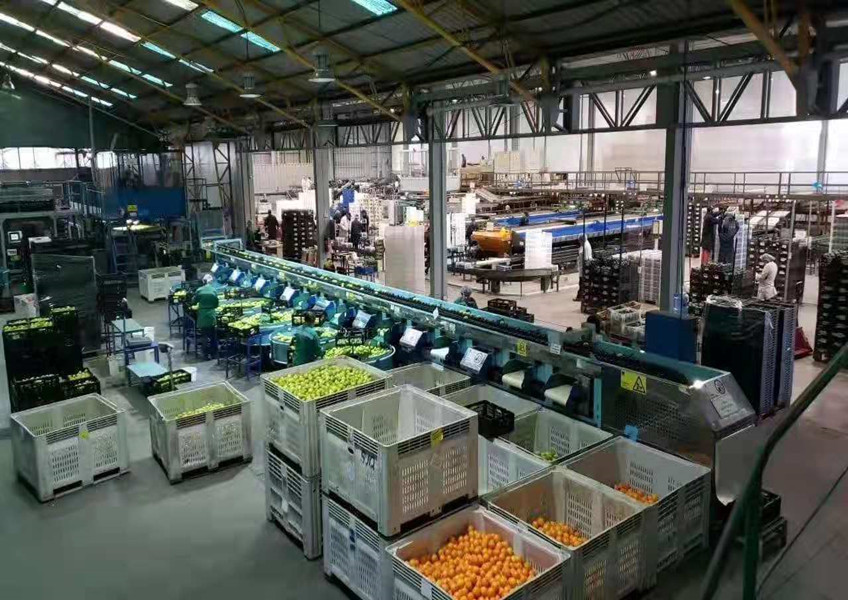 智利入口车厘子