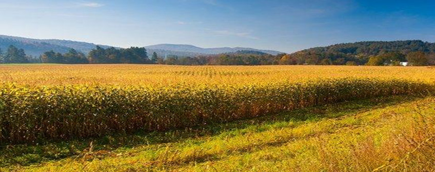 农产品入口关税配额政策梳理