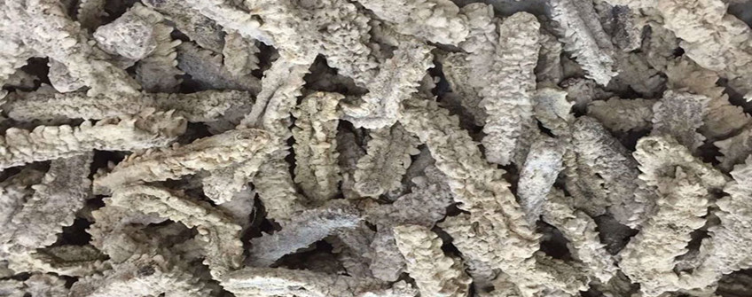 从加拿大入口海参怎样清关？？？？？需要哪些资质？？？？？