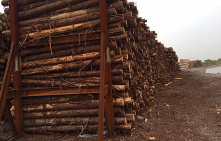 防城港清关：日本柳杉木原木入口清关解决计划
