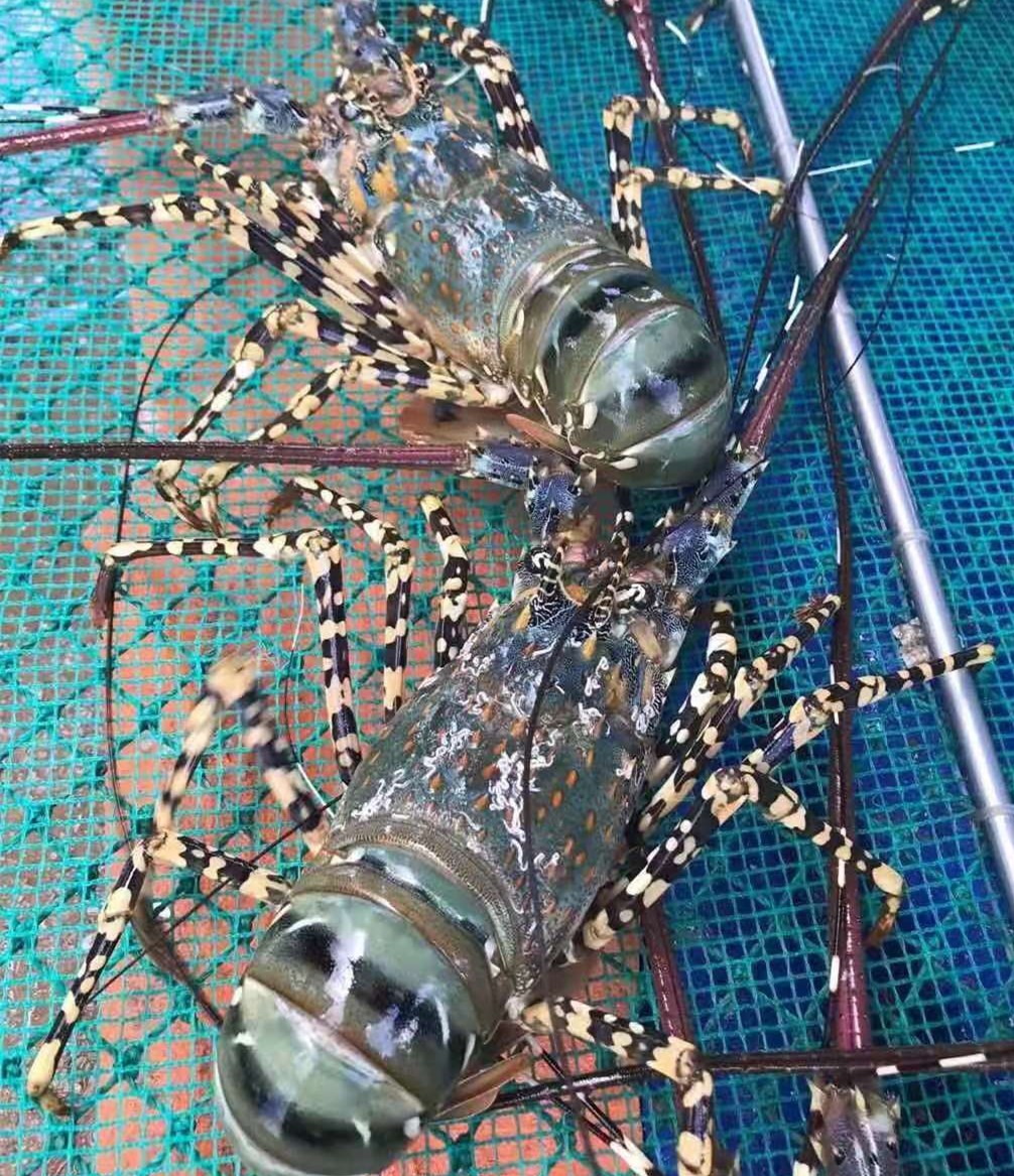 贝斯特 - 全球最奢华的游戏平台