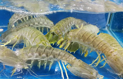 海鲜怎么入口报关？？？？？？有哪些注重事项？？？？？？